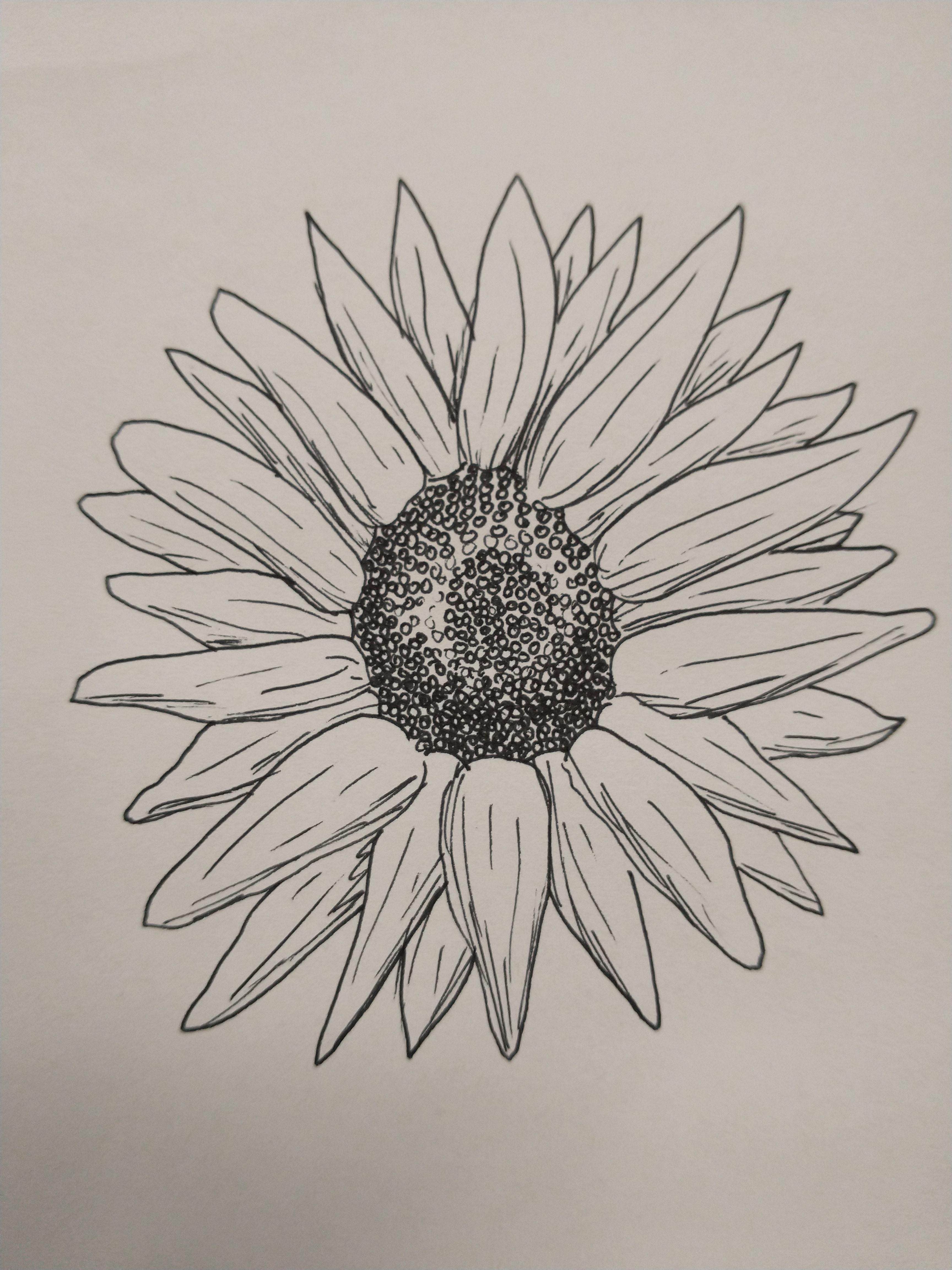 a sunflower